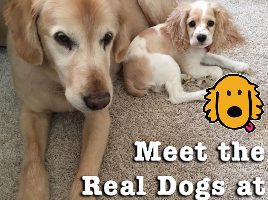 Fos Dog Web & Seo Projects